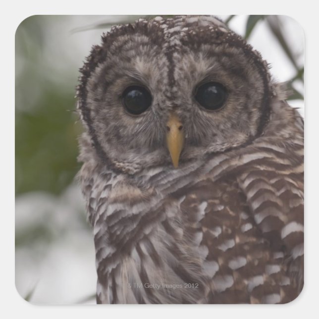 Juvenile Barred Owl (Strix varia) Square Sticker (Front)