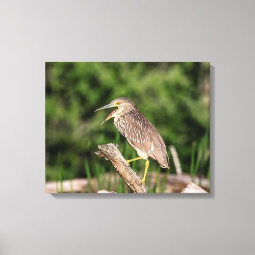 Juvenile Black Crowned Night Heron Canvas Print