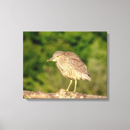 Juvenile Black Crowned Night Heron Canvas Print