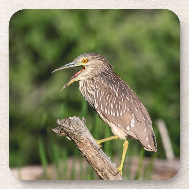Juvenile Black Crowned Night Heron Coaster (Front)