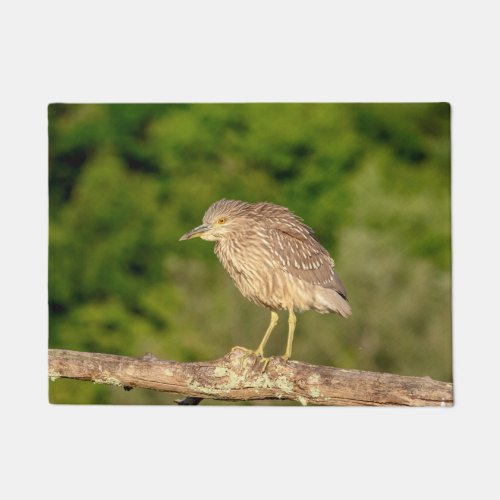 Juvenile Black Crowned Night Heron Doormat