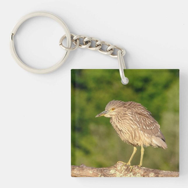 Juvenile Black Crowned Night Heron Keychain (Front)