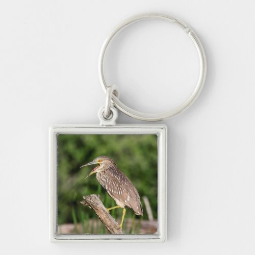 Juvenile Black Crowned Night Heron Keychain