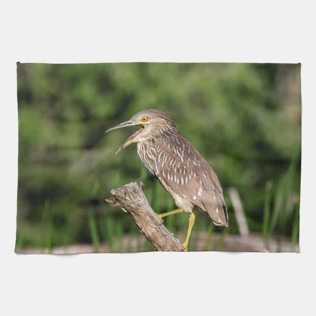 Juvenile Black Crowned Night Heron Kitchen Towel (Horizontal)