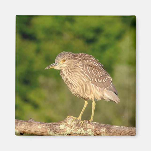 Juvenile Black Crowned Night Heron Magnet (Front)