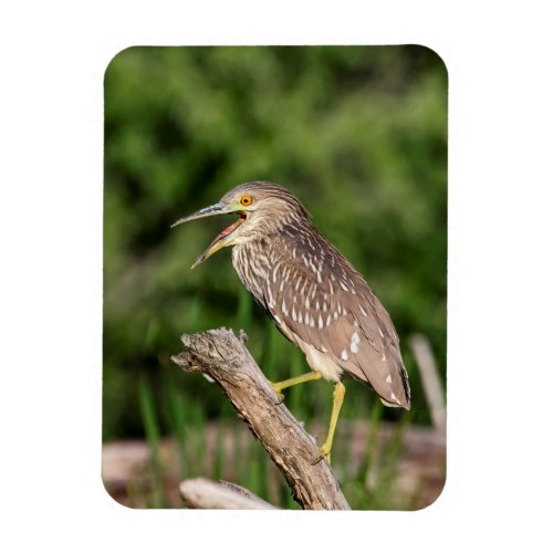 Juvenile Black Crowned Night Heron Magnet