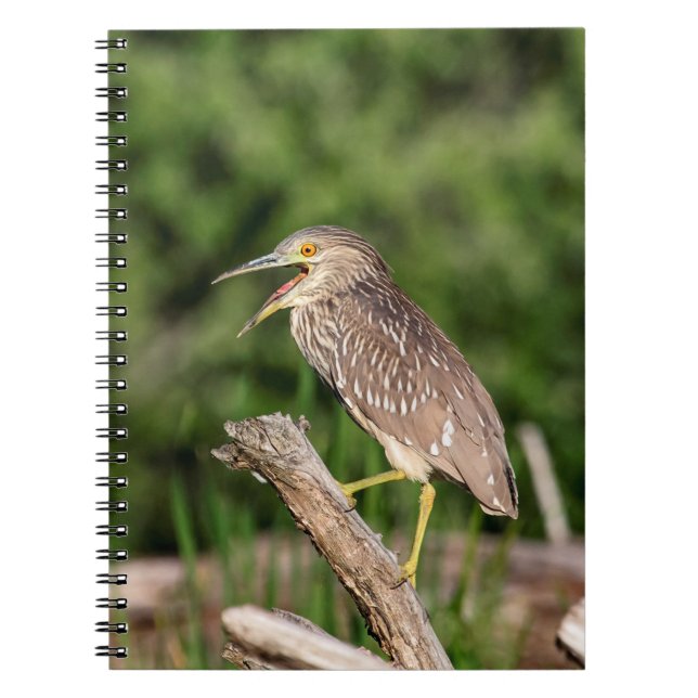 Juvenile Black Crowned Night Heron Notebook (Front)