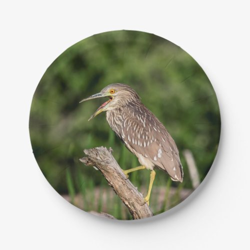 Juvenile Black Crowned Night Heron Paper Plates