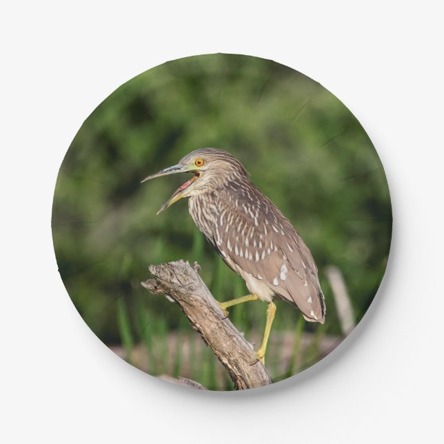 Juvenile Black Crowned Night Heron Paper Plates (Front)