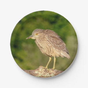Juvenile Black Crowned Night Heron Paper Plates