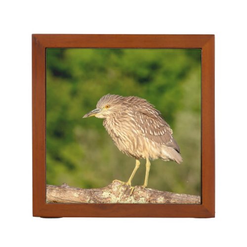 Juvenile Black Crowned Night Heron Pencil Holder