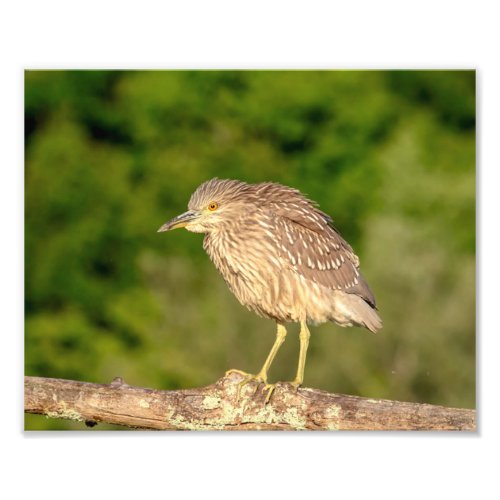 Juvenile Black Crowned Night Heron Photo Print