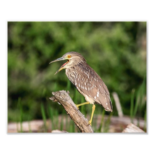 Juvenile Black Crowned Night Heron Photo Print (Front)