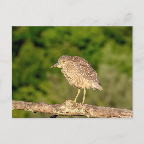 Juvenile Black Crowned Night Heron Postcard