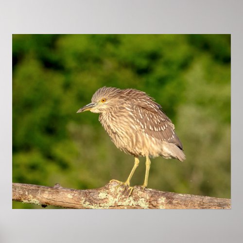 Juvenile Black Crowned Night Heron Poster