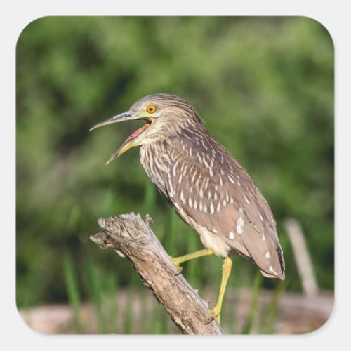 Juvenile Black Crowned Night Heron Square Sticker