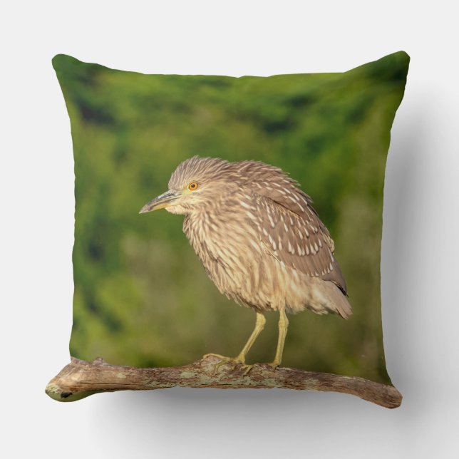 Juvenile Black Crowned Night Heron Throw Pillow (Front)