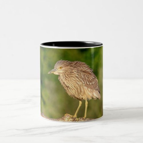 Juvenile Black Crowned Night Heron Two_Tone Coffee Mug