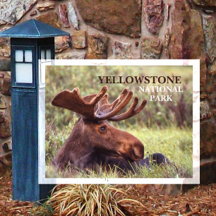 Juvenile Bull Moose Resting in Grass Yellowstone Postcard