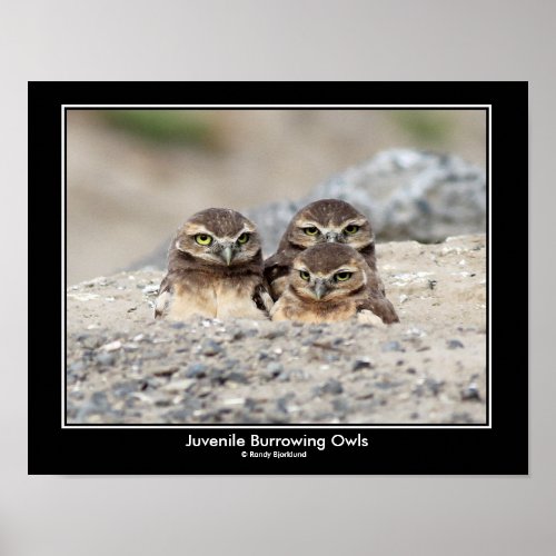 Juvenile Burrowing Owl Poster