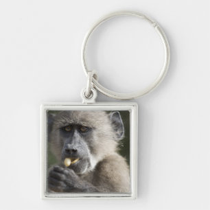 Juvenile Chacma baboon (Papio ursinus) eats nuts Keychain