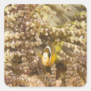 juvenile Clark's Anemonefish (Amphiprion) Square Sticker