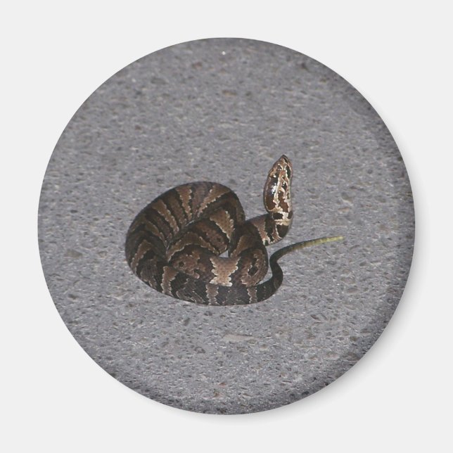 Juvenile Cottonmouth Snake Magnet (Front)
