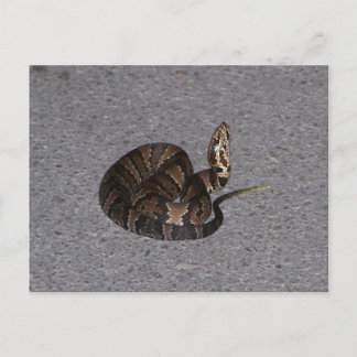 Juvenile Cottonmouth Snake Postcard