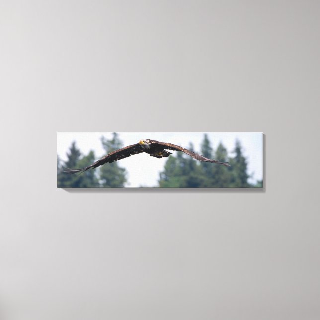 Juvenile Eagle Flying In Washington Canvas Print (Front)