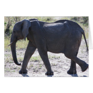 Juvenile Elephant Cards
