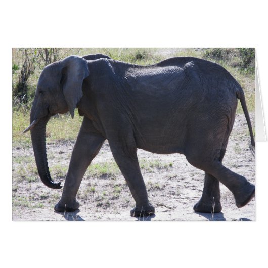 Juvenile Elephant Cards (Front Horizontal)