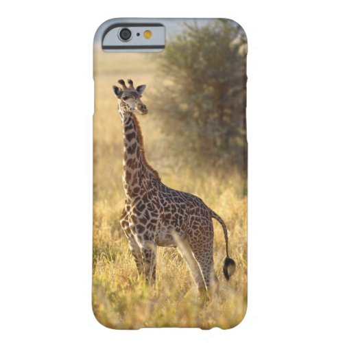 Juvenile Giraffe Giraffa camelopardalis 2 Barely There iPhone 6 Case