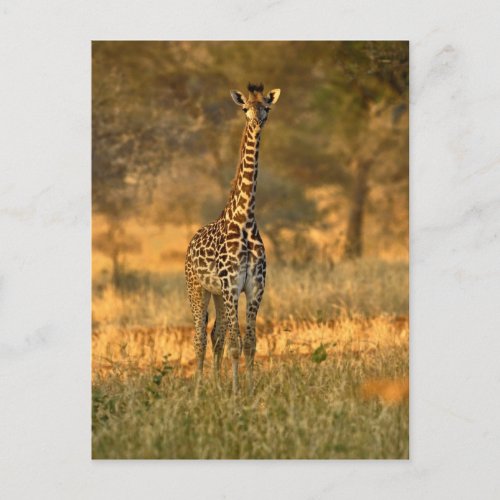 Juvenile Giraffe Giraffa Camelopardalis Postcard