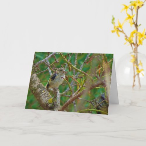 Juvenile Goldfinch in Almond Tree Card