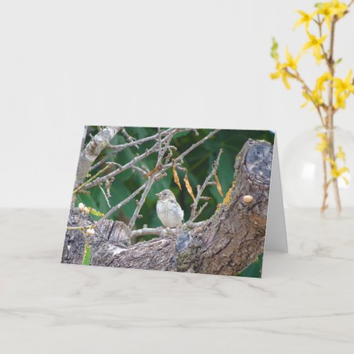 Juvenile Goldfinch in Almond Tree Card