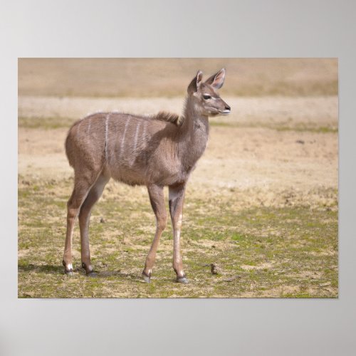 Juvenile greater kudu poster