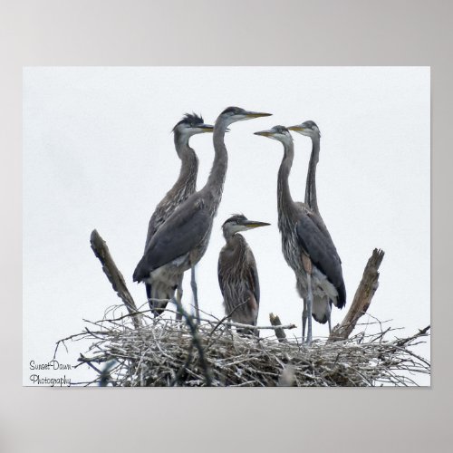 Juvenile Herons Poster