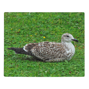 Juvenile Herring Gull Jigsaw Puzzle