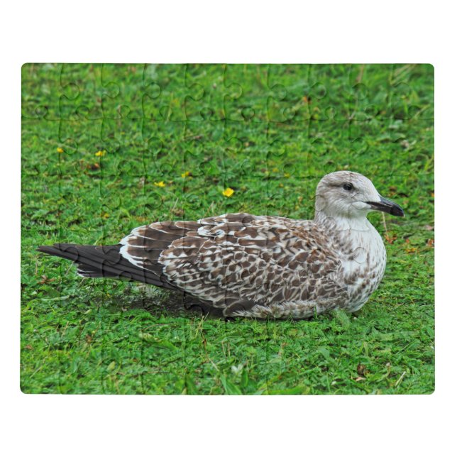 Juvenile Herring Gull Jigsaw Puzzle (Puzzle Horizontal)