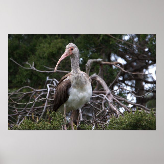 Juvenile Ibis Bird Poster (Front)