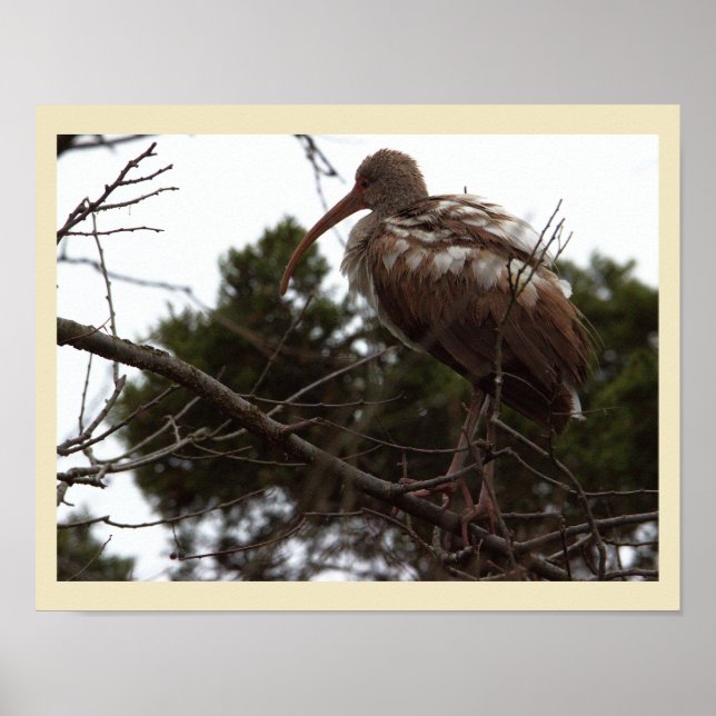 Juvenile Ibis Bird Poster (Front)
