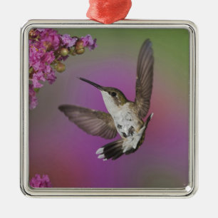 Juvenile male Ruby Throated Hummingbird Metal Ornament