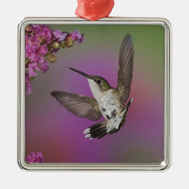 Juvenile male Ruby Throated Hummingbird Metal Ornament (Front)