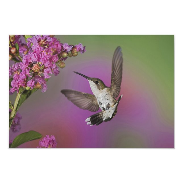 Juvenile male Ruby Throated Hummingbird Photo Print (Front)