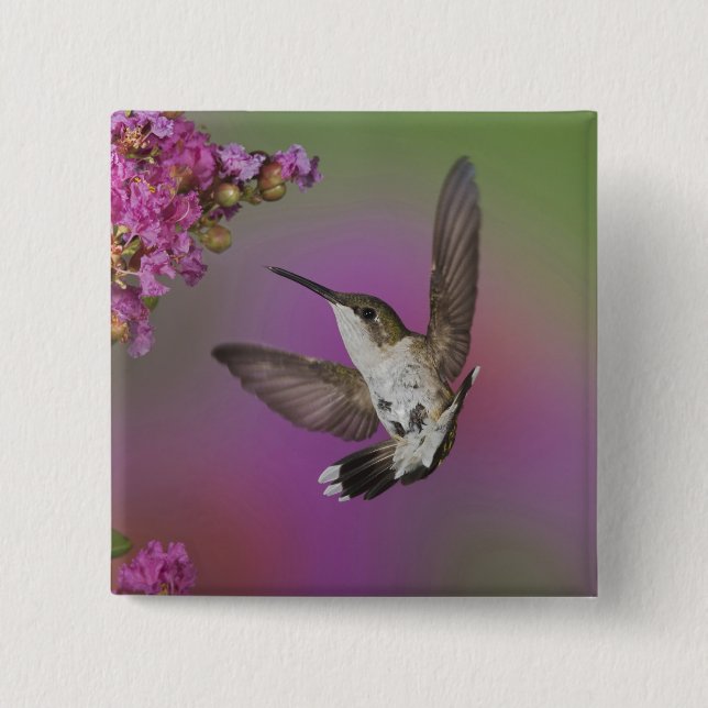 Juvenile male Ruby Throated Hummingbird Pinback Button (Front)