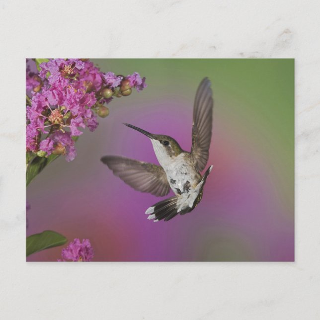 Juvenile male Ruby Throated Hummingbird Postcard (Front)