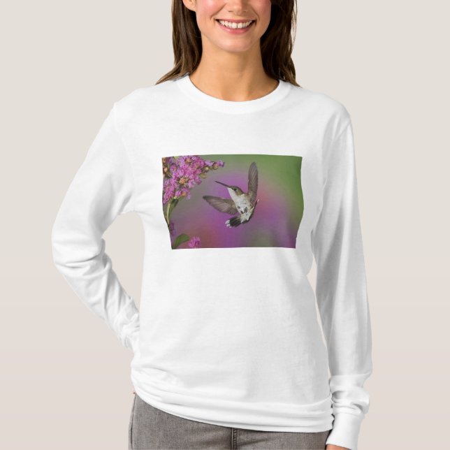 Juvenile male Ruby Throated Hummingbird T-Shirt (Front)