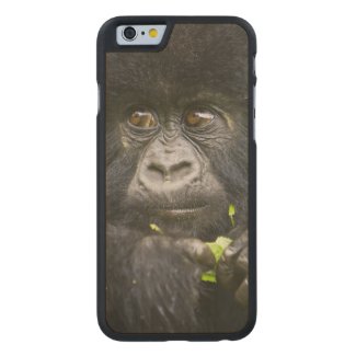 Juvenile Mountain Gorilla feeds on tender leaves 2 Carved® Maple iPhone 6 Slim Case