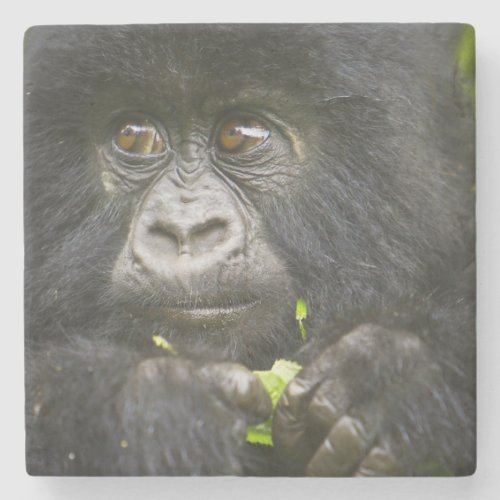 Juvenile Mountain Gorilla feeds on vegetation Stone Coaster