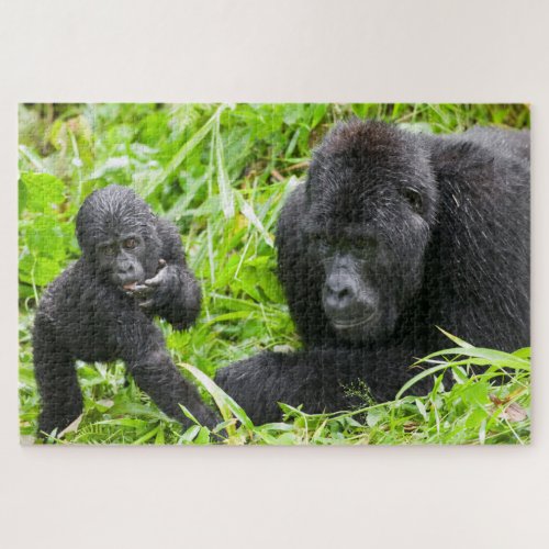 Juvenile Mountain Gorilla with Silverback Gorilla Jigsaw Puzzle